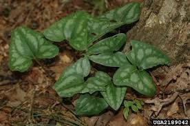 Arrow-Leaf Ginger - Hexastylis arifolia 